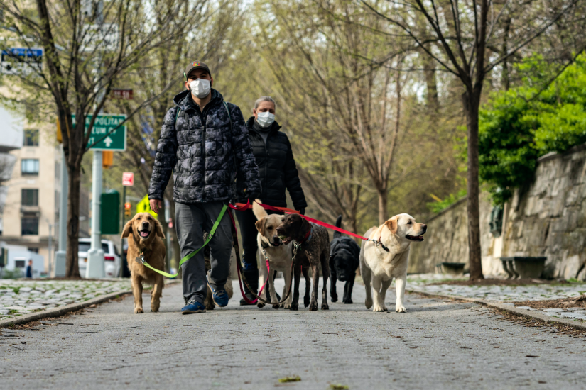 Having pets in New York City—Brick Underground’s best advice